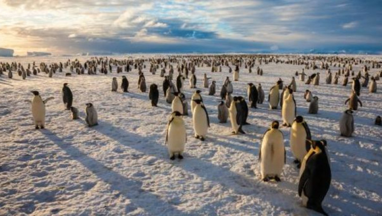 Penguenler ve Balinalar İçin İyi Haber: Antarktika Ross Denizi, Dünyanın En Büyük Deniz Rezervi Oldu!