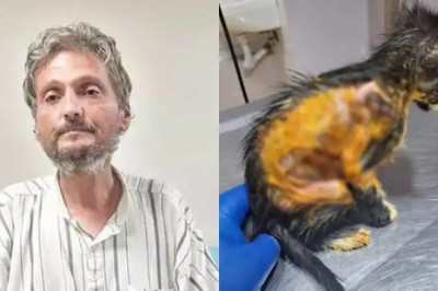 50 Kediyi Yakarak Öldüren Şüpheli Gözaltına Alındı