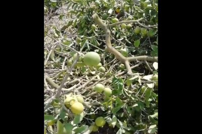 Adana Yüreğir İlçesi Zağarlı Köyü'nde Limon Üreticisinin Zorlu Mücadelesi